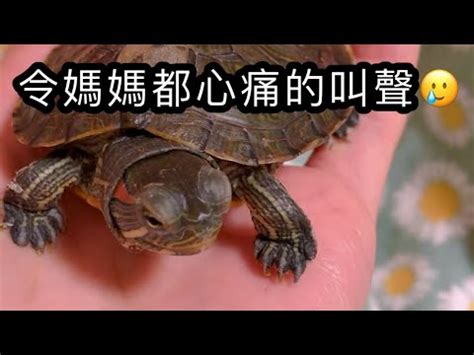 烏龜會笑嗎？|醫二三事／聽！烏龜在笑？｜醫藥新聞｜新聞話題｜元氣